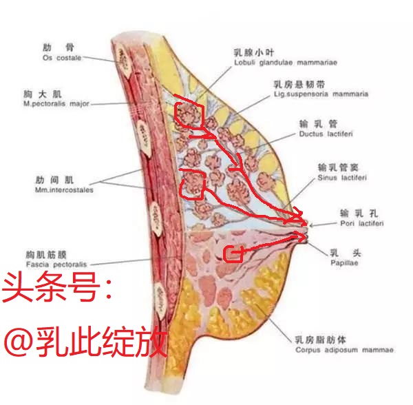 自然离乳后3个月还能挤出残奶,乳房残奶有必要排掉吗