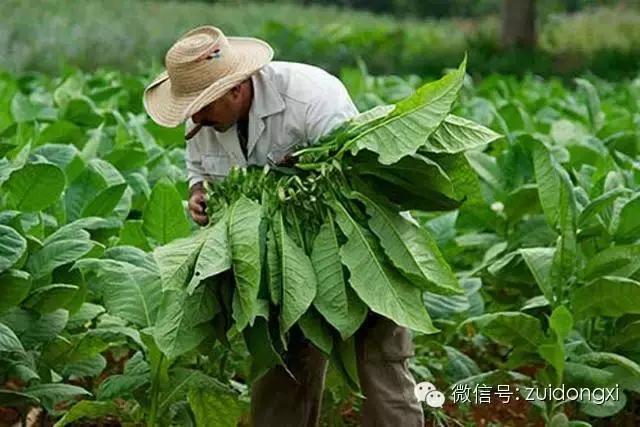 不曾驯服的野性，随风而逝