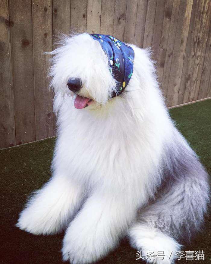 因为代言油漆而闻名世界的英国古代牧羊犬，XXXL号的超大抱抱熊