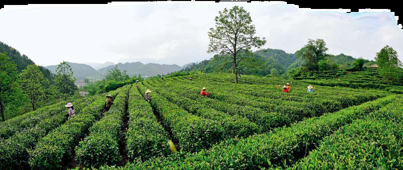 一杯咖啡可以买一斤牛肉,一杯茶可以卖多少钱