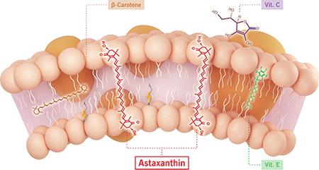瑞典astaxin拜尔力天然虾青素,瑞典astaxin虾青素有什么用
