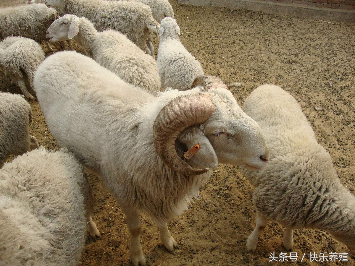 新手买羊一般多少只,新手卖羊的正确方法