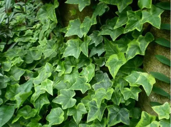 儿童止咳的进口药,进口的止咳儿童药