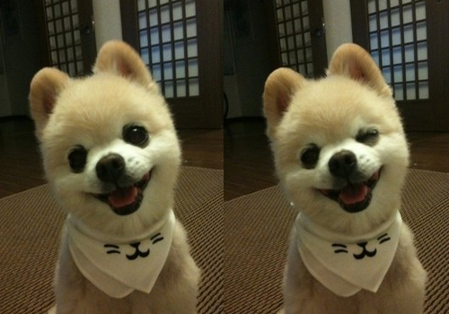 博美俊介是什么狗,博美犬俊介是什么意思