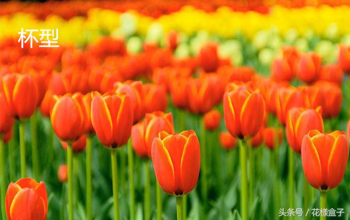 荷兰国花郁金香价格表,荷兰国花郁金香的故事