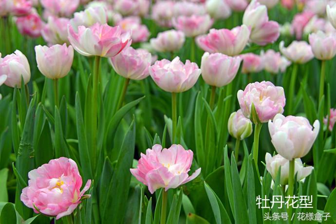 荷兰国花郁金香价格表,荷兰国花郁金香的故事