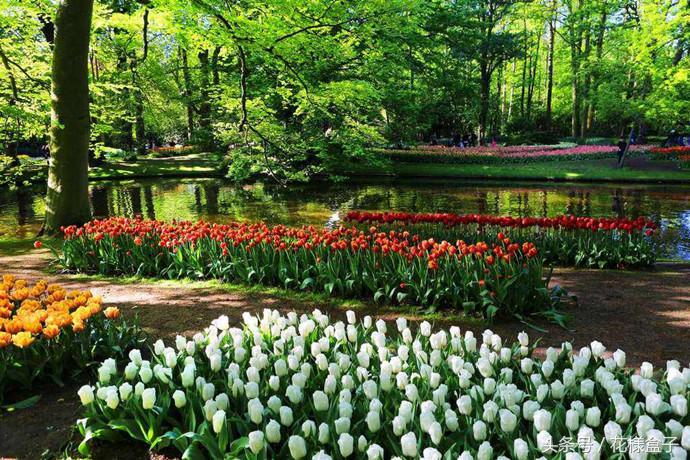 荷兰国花郁金香价格表,荷兰国花郁金香的故事