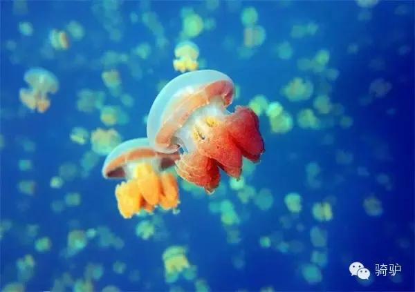 帕劳最新政策消息,帕劳现在怎么样了