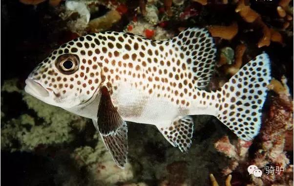 帕劳最新政策消息,帕劳现在怎么样了