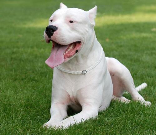 遇到有攻击性的狗怎么办,碰到坏人如何训练狗狗攻击性