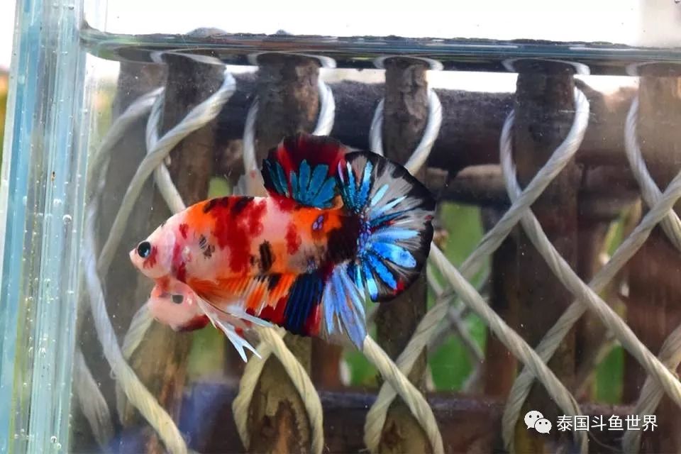 斗鱼拍卖最新消息,超极品泰国斗鱼拍卖