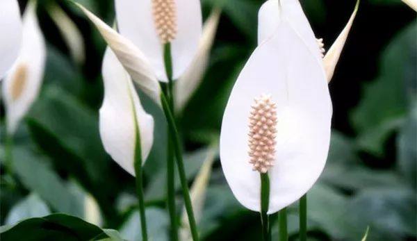 给长辈病人送花送什么花,给长辈送花适合送什么花