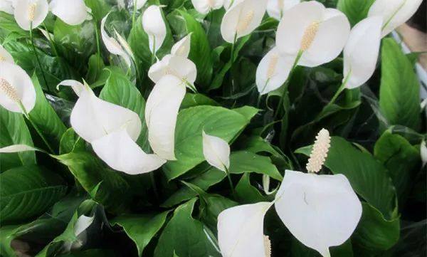 给长辈病人送花送什么花,给长辈送花适合送什么花