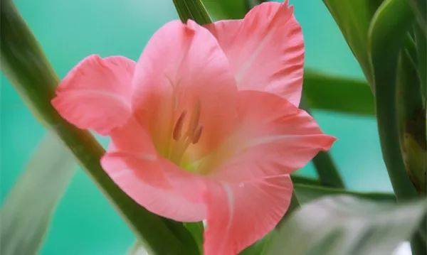 给长辈病人送花送什么花,给长辈送花适合送什么花