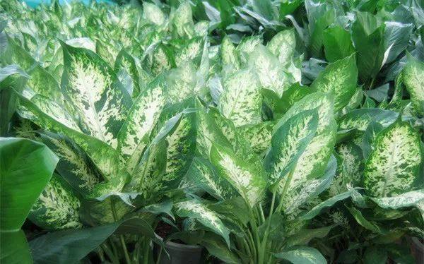 给长辈病人送花送什么花,给长辈送花适合送什么花