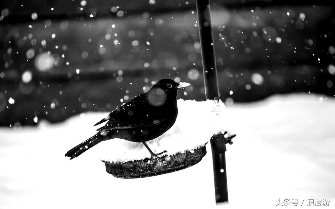 下雪天，在法国依云小镇的户外温泉泡汤，泡的全是依云水
