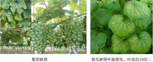 农作物生长发育所需的营养元素,作物生长必备元素的作用