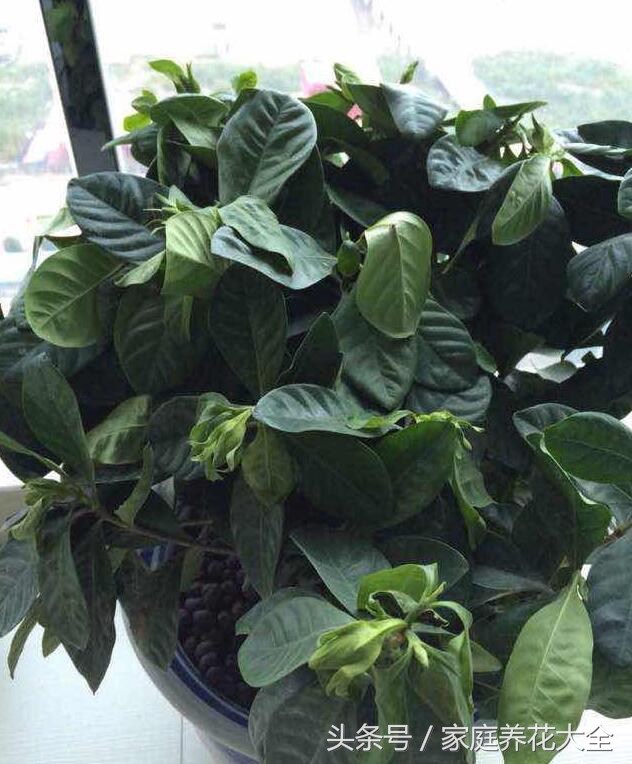 冬季大绿萝快死了如何补救,绿萝冻死死了要怎么救活