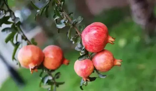 邯郸一中在全国怎么样,邯郸市一中省内排名