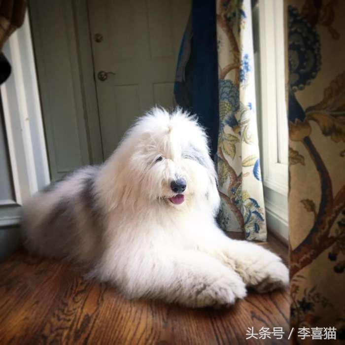 因为代言油漆而闻名世界的英国古代牧羊犬，XXXL号的超大抱抱熊