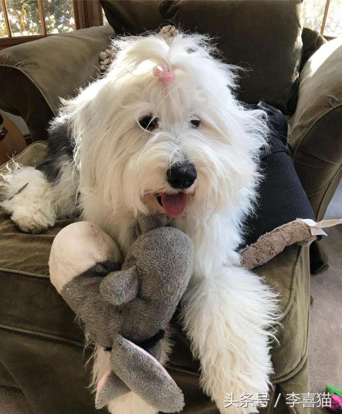 因为代言油漆而闻名世界的英国古代牧羊犬，XXXL号的超大抱抱熊