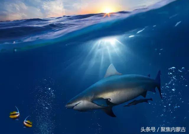 鄂尔多斯海洋馆开放时间,鄂尔多斯海洋馆旅游攻略