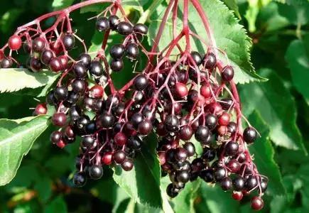 儿童止咳的进口药,进口的止咳儿童药