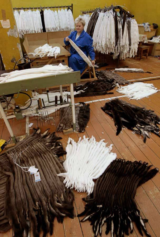 皮草的残酷真相,奢华背后的残忍皮草