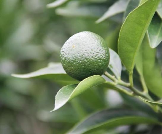 小青柑口感怎样适合什么人喝,小青柑怎么喝才正确