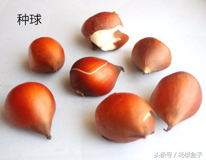 荷兰国花郁金香价格表,荷兰国花郁金香的故事