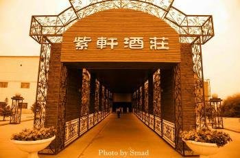 紫轩征文展示:紫轩,我深情的爱恋|何妮