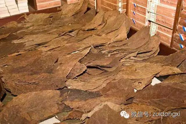 不曾驯服的野性，随风而逝