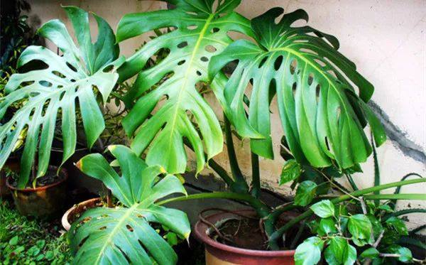 给长辈病人送花送什么花,给长辈送花适合送什么花