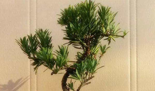 给长辈病人送花送什么花,给长辈送花适合送什么花