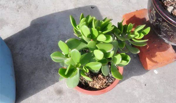 给长辈病人送花送什么花,给长辈送花适合送什么花