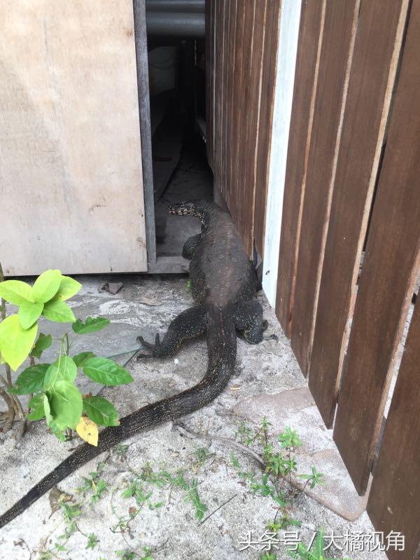 仙本那海岛游玩,仙本那海岛度假