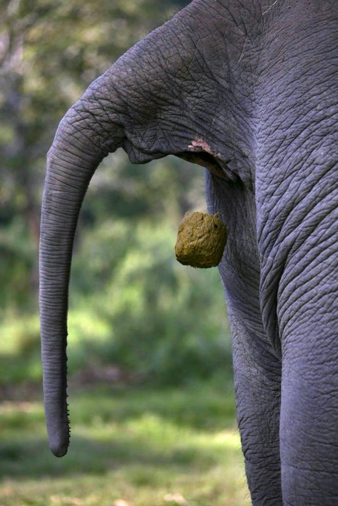 象屎咖啡的价目表,象屎多少钱一斤