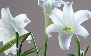 情人节玫瑰价格寓意,情人节送白色和橙色玫瑰花的寓意