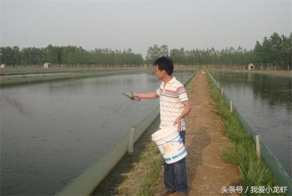 养虾的基本知识要怎么养,养虾的全过程基本知识