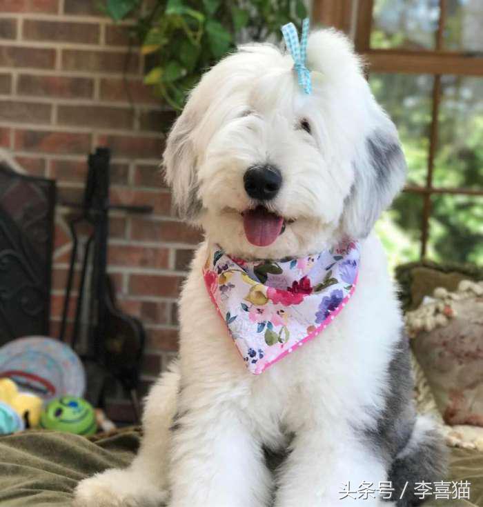 因为代言油漆而闻名世界的英国古代牧羊犬，XXXL号的超大抱抱熊