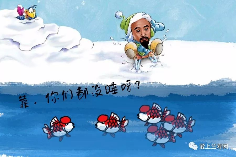 老天聊鱼(第二十一课)说说金鱼冬眠这事儿