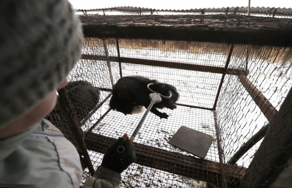 皮草的残酷真相,奢华背后的残忍皮草