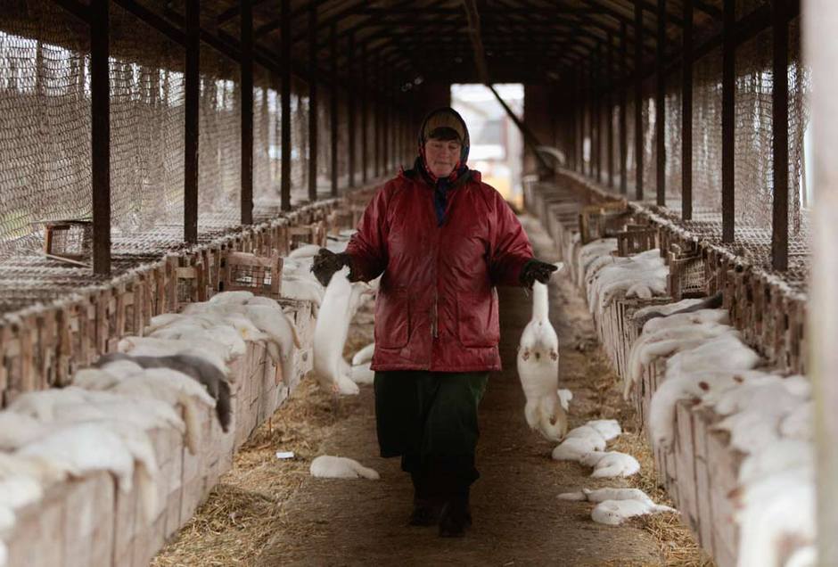 皮草的残酷真相,奢华背后的残忍皮草
