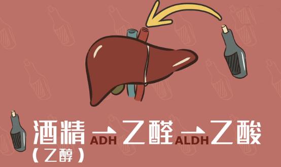 喝酒脸红能喝还是发白能喝,喝酒脸红和喝酒脸白哪种更能喝