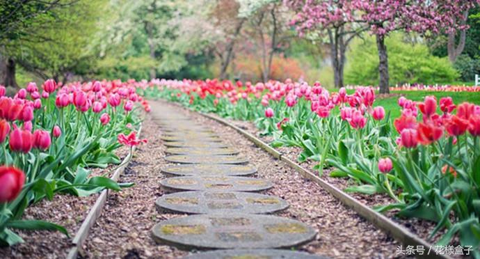 荷兰国花郁金香价格表,荷兰国花郁金香的故事
