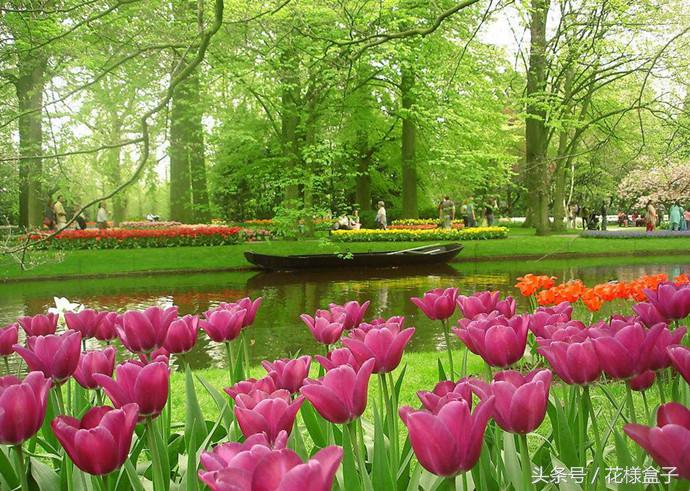 荷兰国花郁金香价格表,荷兰国花郁金香的故事