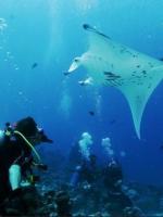 帕劳最新政策消息,帕劳现在怎么样了