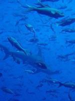 帕劳最新政策消息,帕劳现在怎么样了