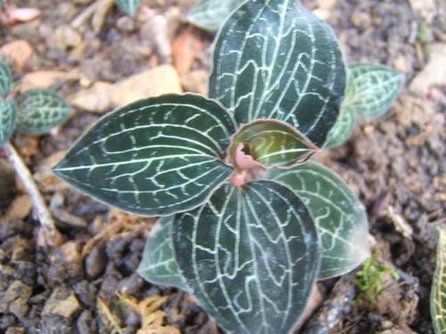 又是一年进补季,会吃好食材之金线莲篇,也许你家花盆就有哦