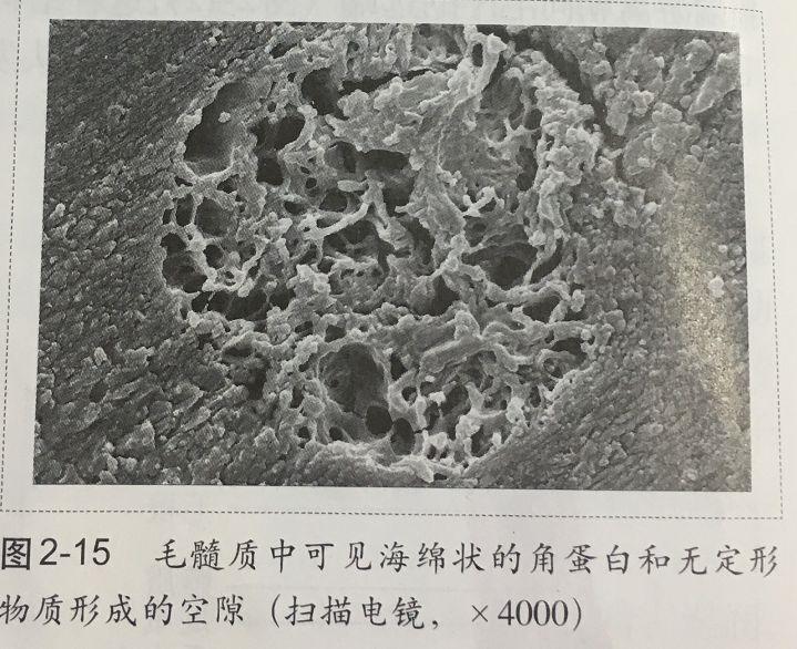 为什么用烟酰胺皮肤会变黄,烟酰胺原液用了会长毛吗